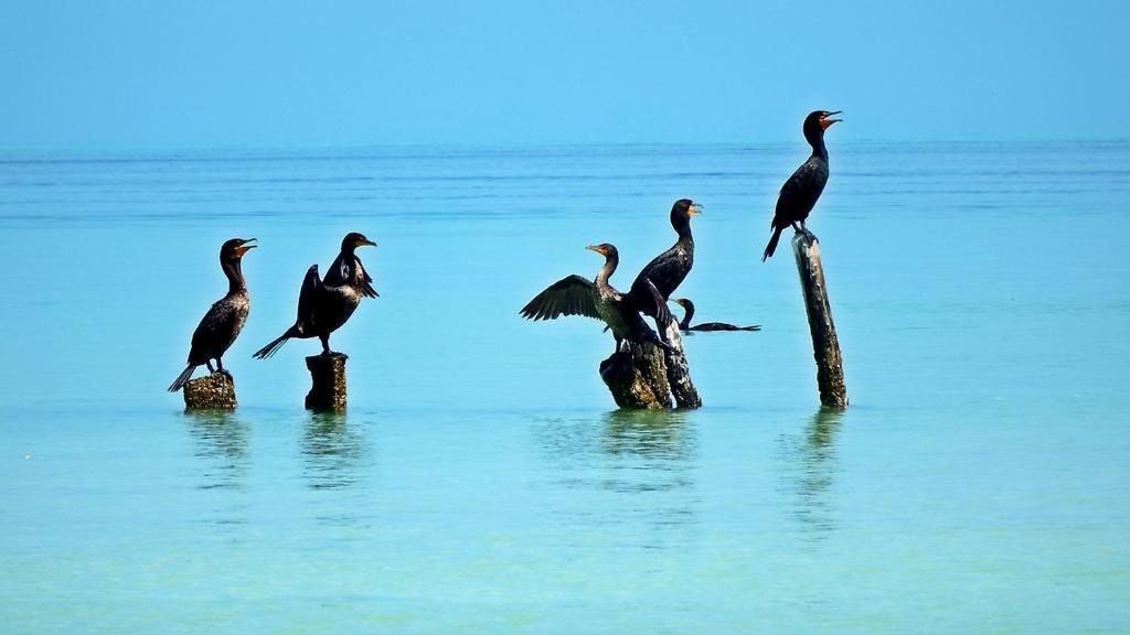 La Puerta Azul Beachfront - Adults Only Isola Holbox Esterno foto